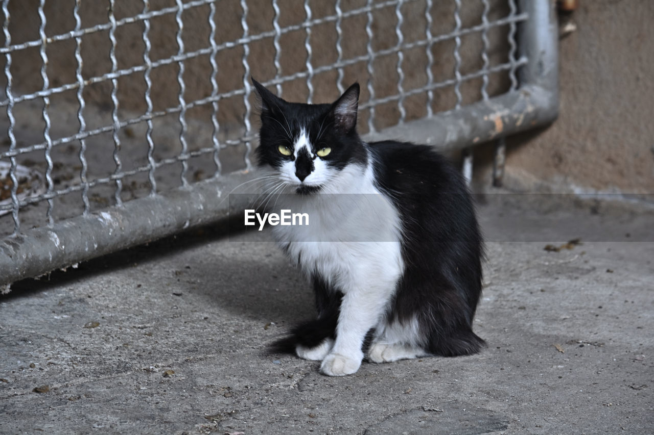 animal themes, animal, pet, mammal, domestic animals, one animal, cat, feline, domestic cat, whiskers, fence, black, felidae, looking at camera, portrait, animal shelter, small to medium-sized cats, no people, chainlink fence, security, sitting, day, protection