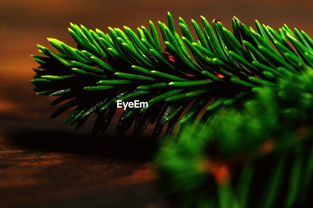 CLOSE-UP OF GREEN PLANT ON PINE TREE