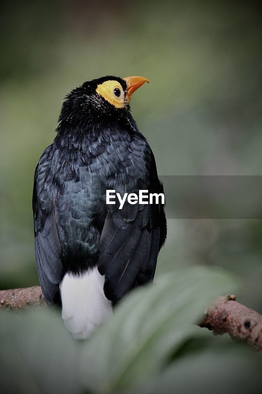 Close up of black bird sitting on the tree 