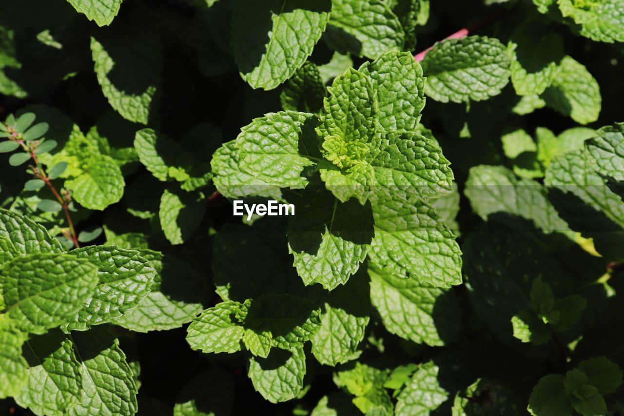  shot of menta leaves