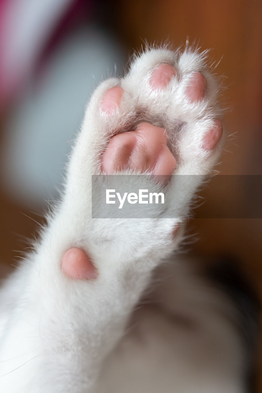 CLOSE-UP OF WHITE CAT