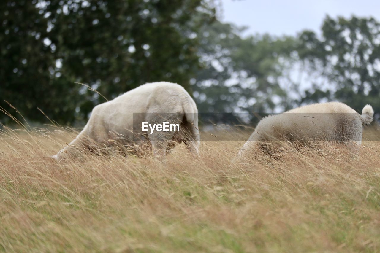 View of sheep on field