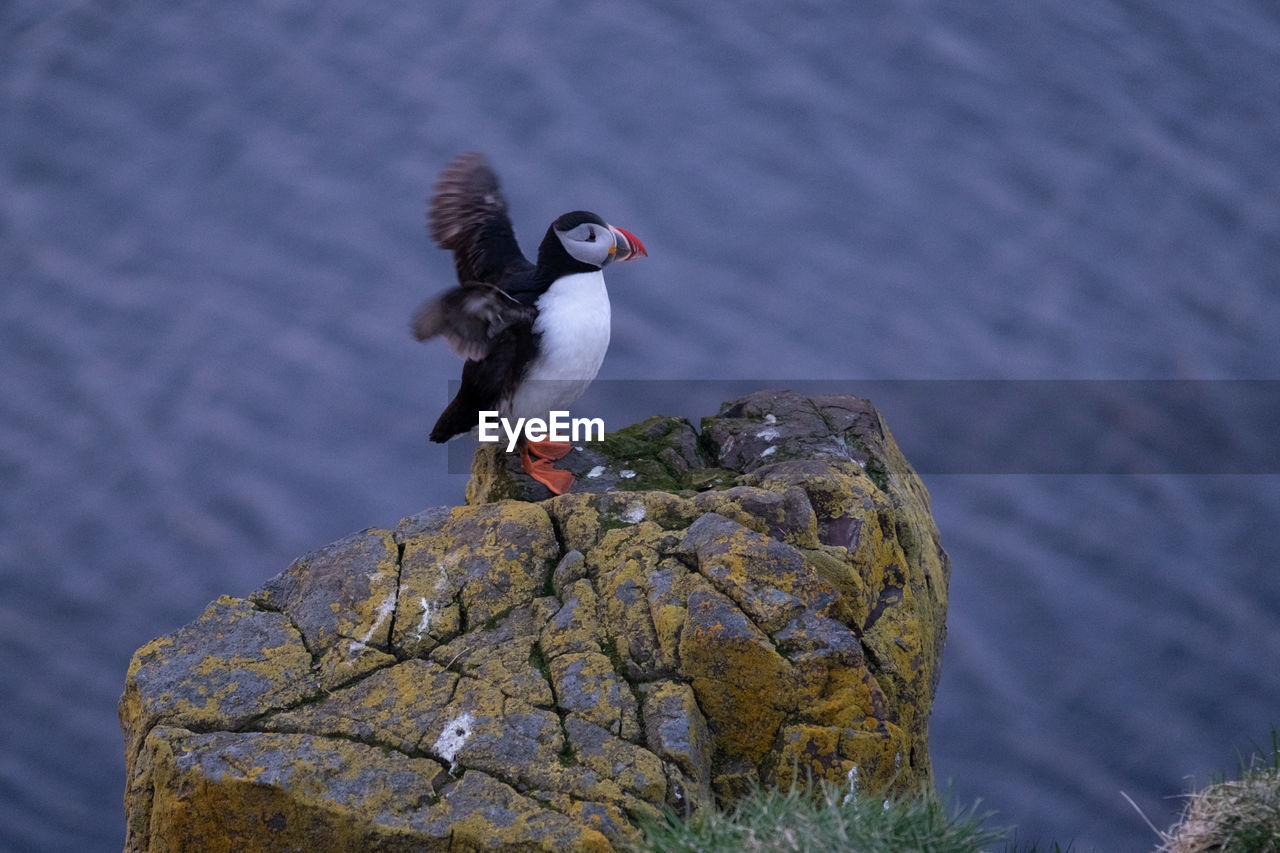 High angle view of puffin on cliff against sea