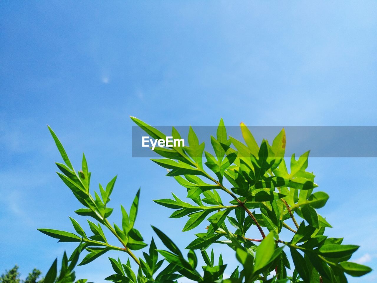 Low angle view of plant against blue sky