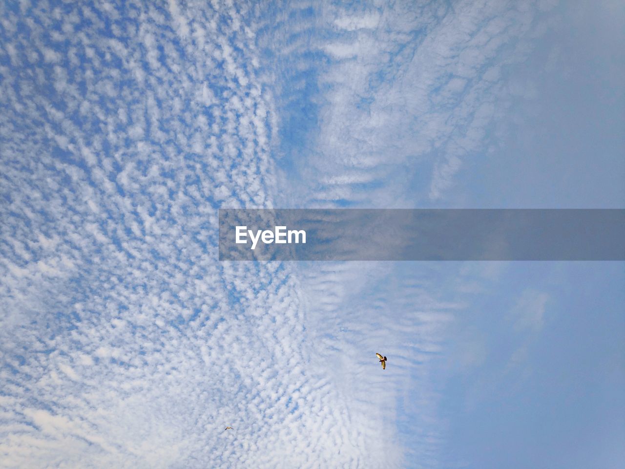 VIEW OF BIRDS AGAINST SKY