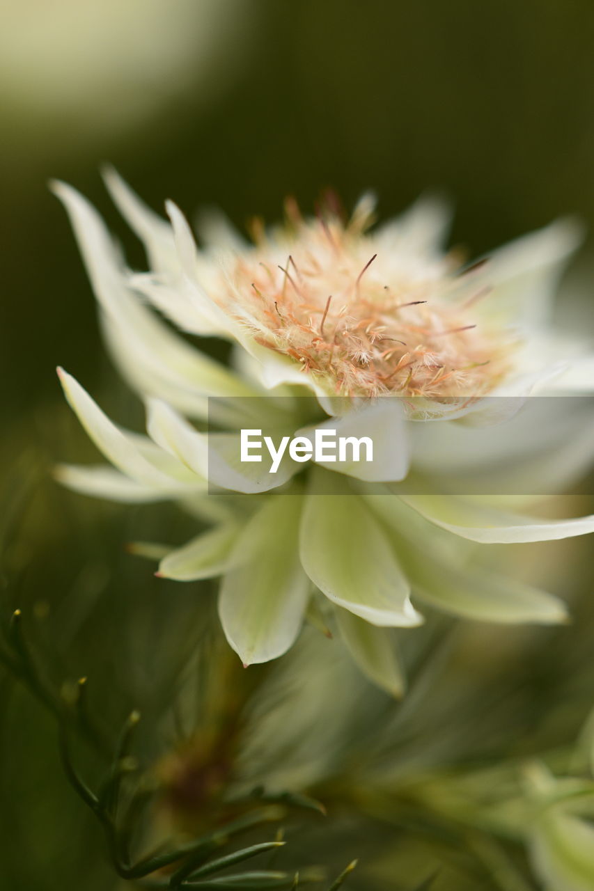 Close-up of white flowering plant