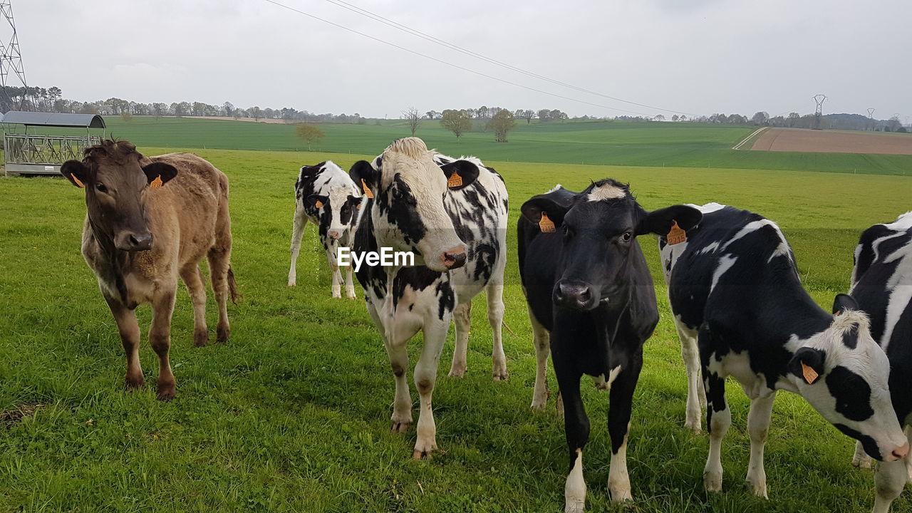 Cows on field