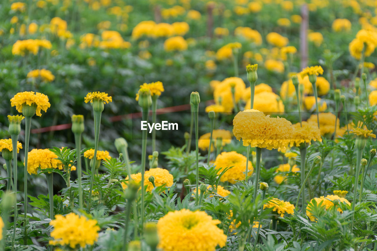 Close-up of yellow flowers