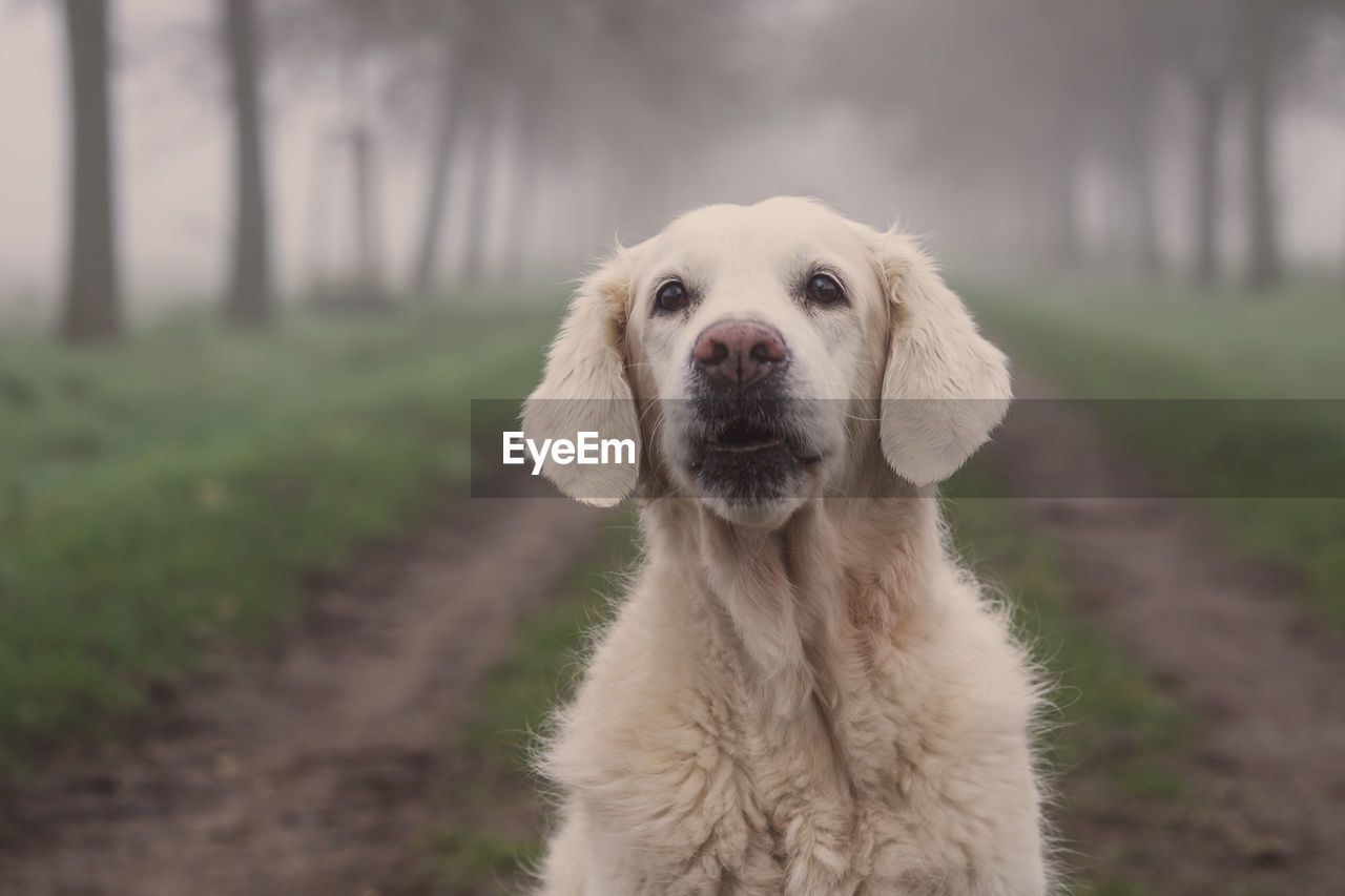 Golden retriever in the fog