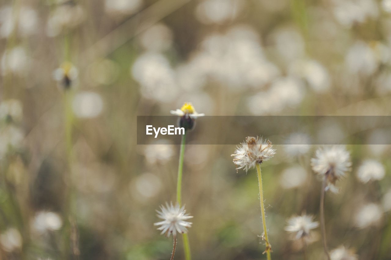 CLOSE-UP OF YELLOW FLOWERING PLANT