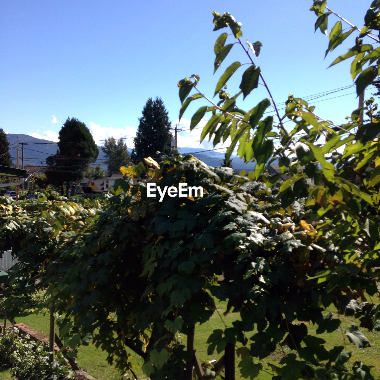 PLANTS GROWING ON TREE