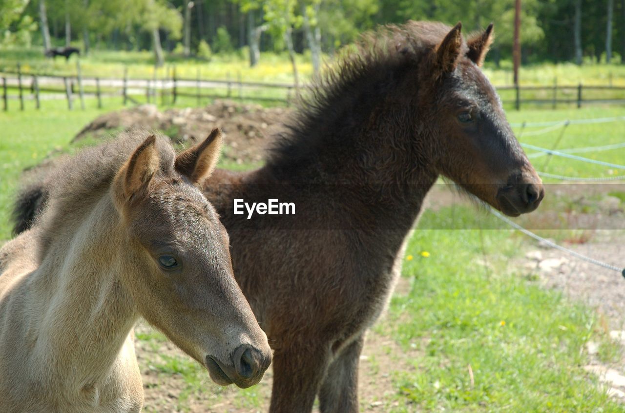 HORSES IN THE FIELD