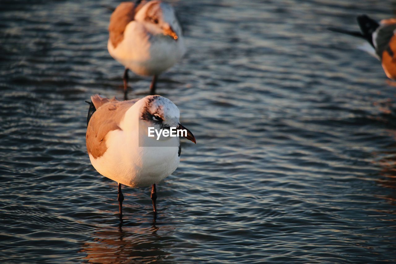 Close-up of seagulls on lake