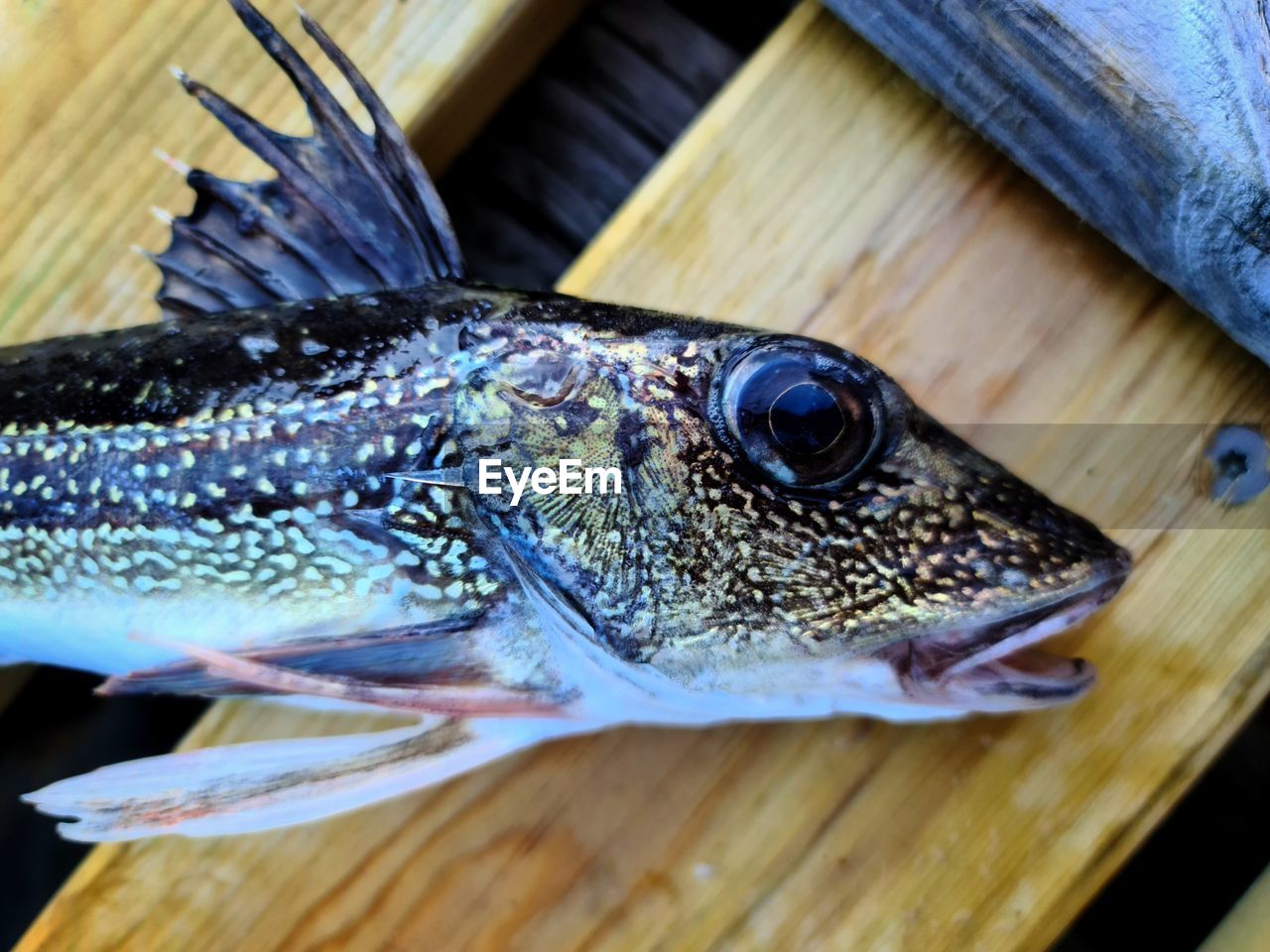 High angle view of fish on a dock