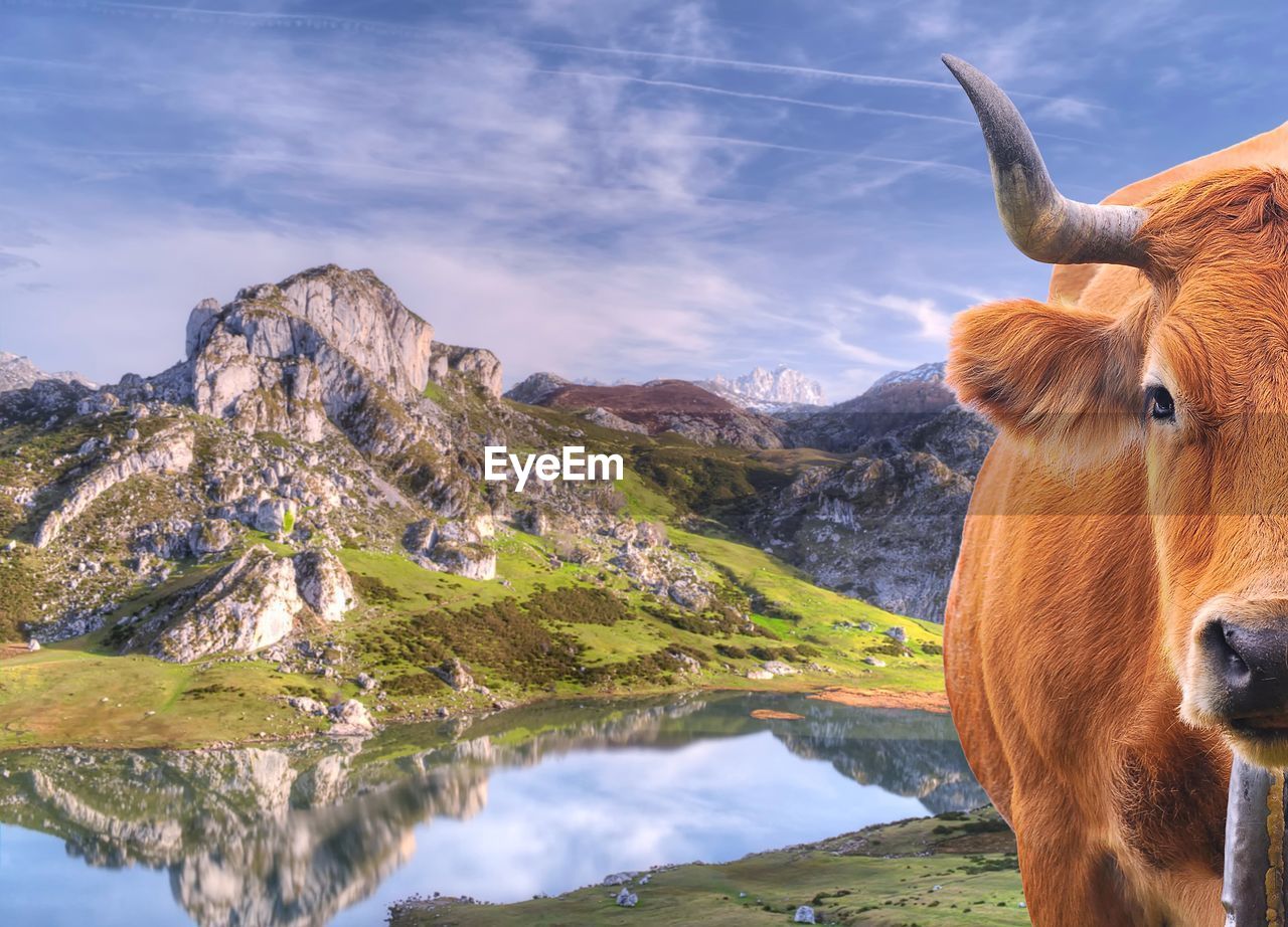 VIEW OF COW ON MOUNTAIN