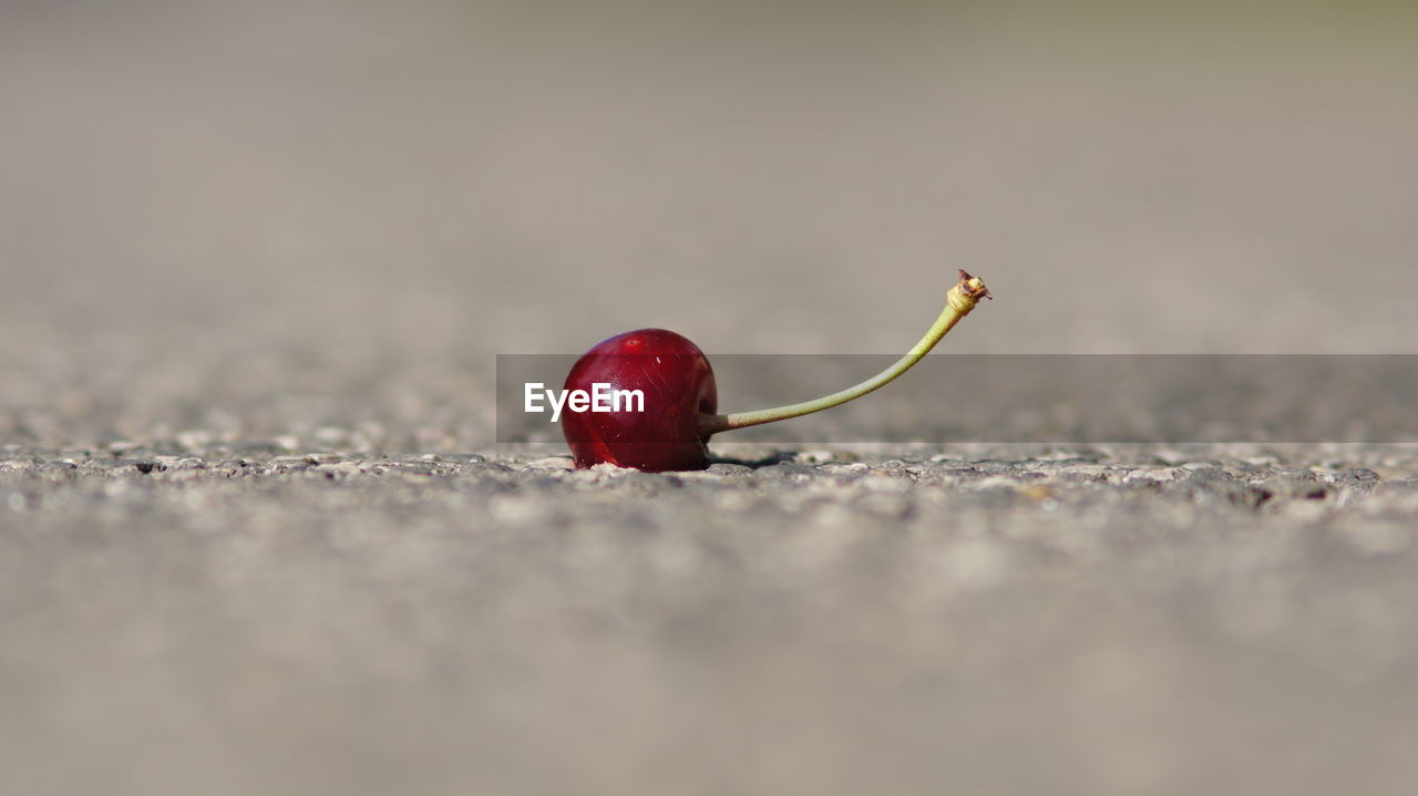 CLOSE-UP OF RED CHERRIES ON PLANT