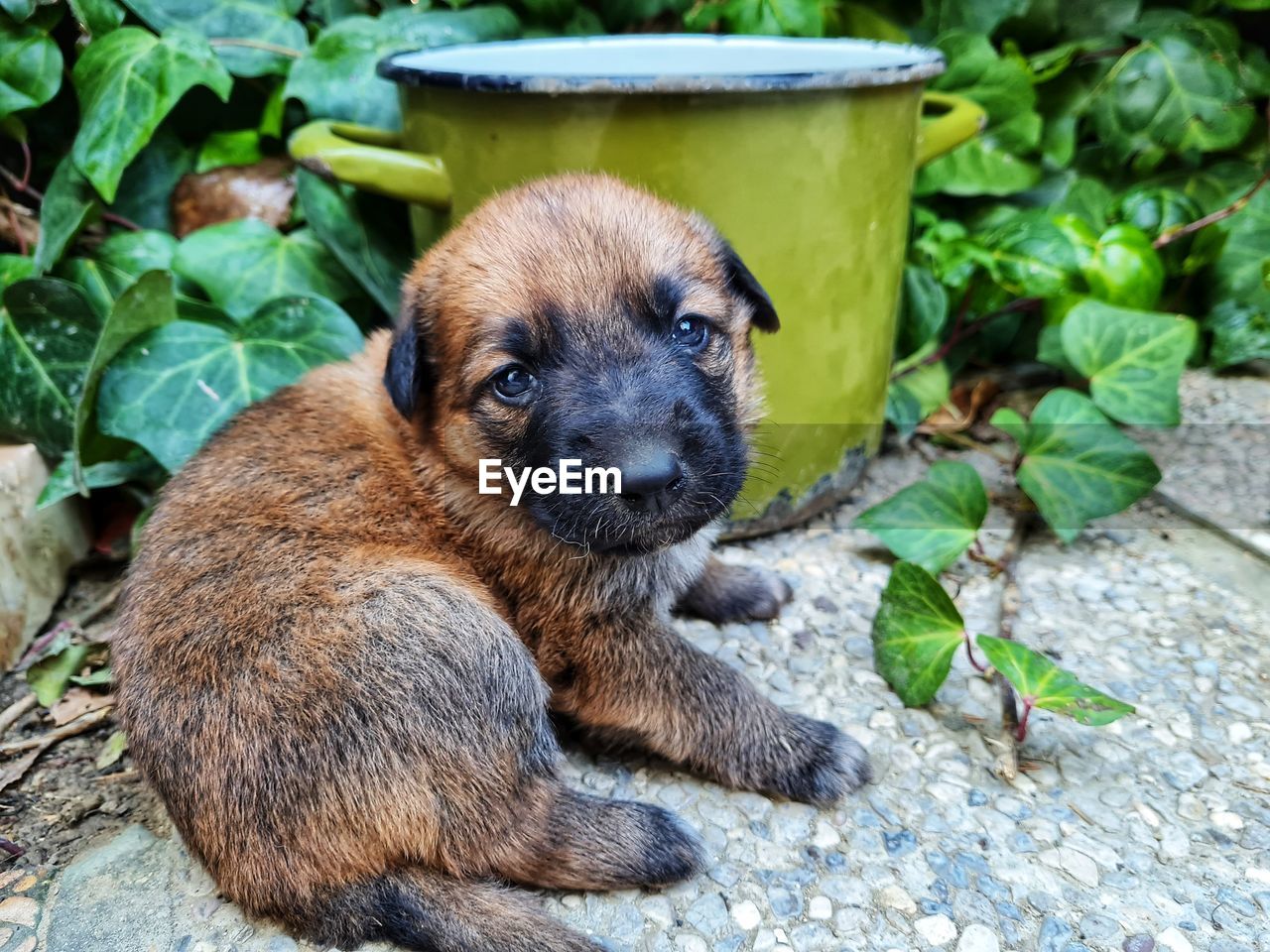 PORTRAIT OF A PUPPY