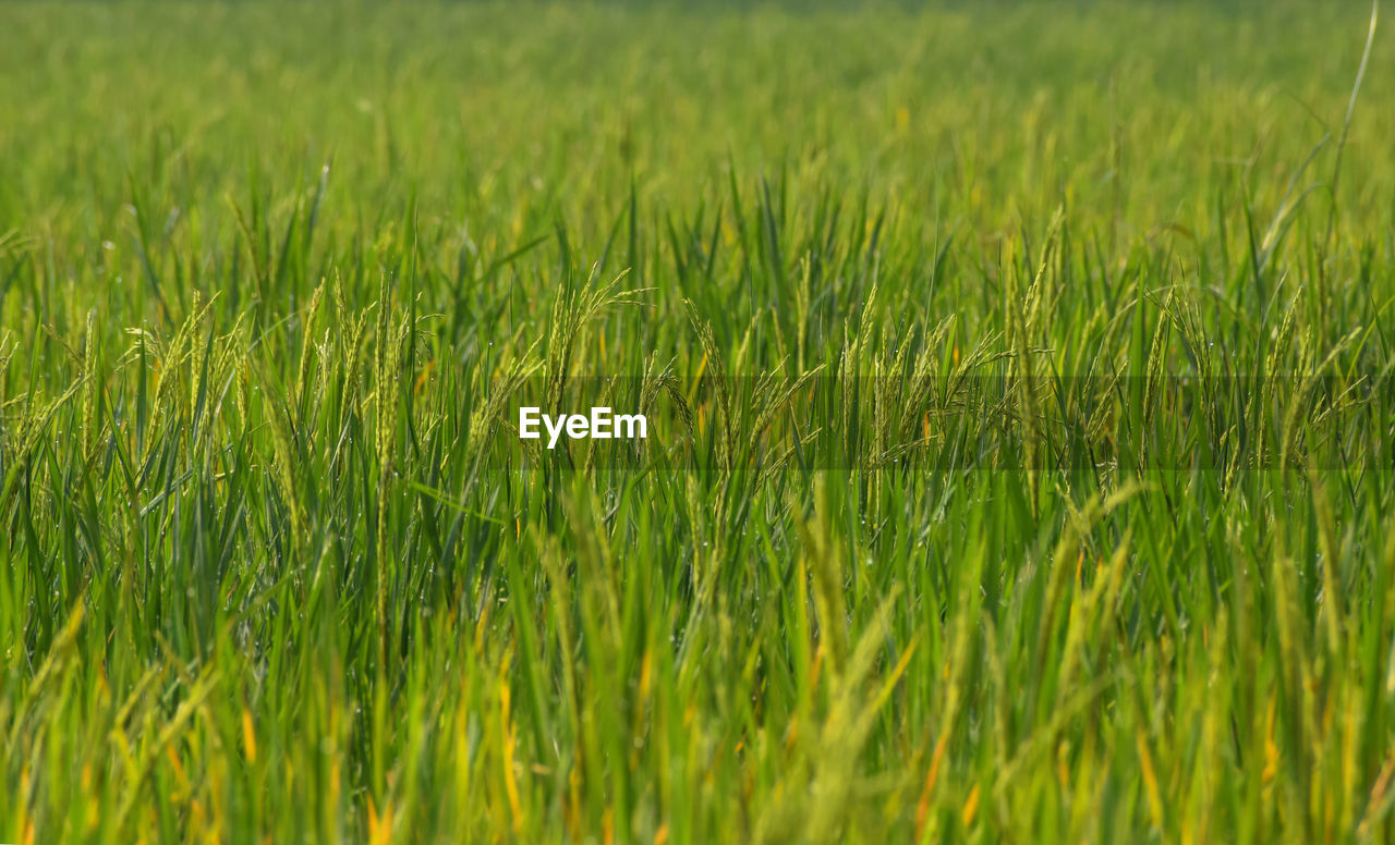 Beautiful closeup green rice plant azadirachta indica with dewdrops in an organic agricultural farm