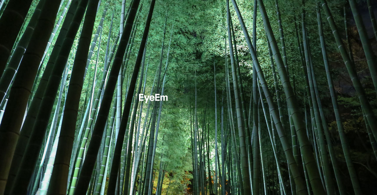 Low angle view of bamboo trees in forest