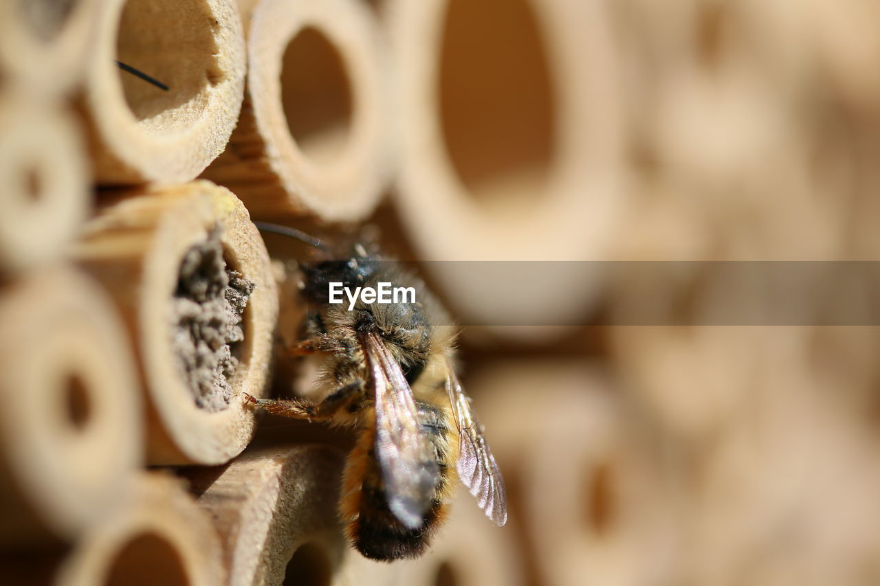 Close-up of bee on wood