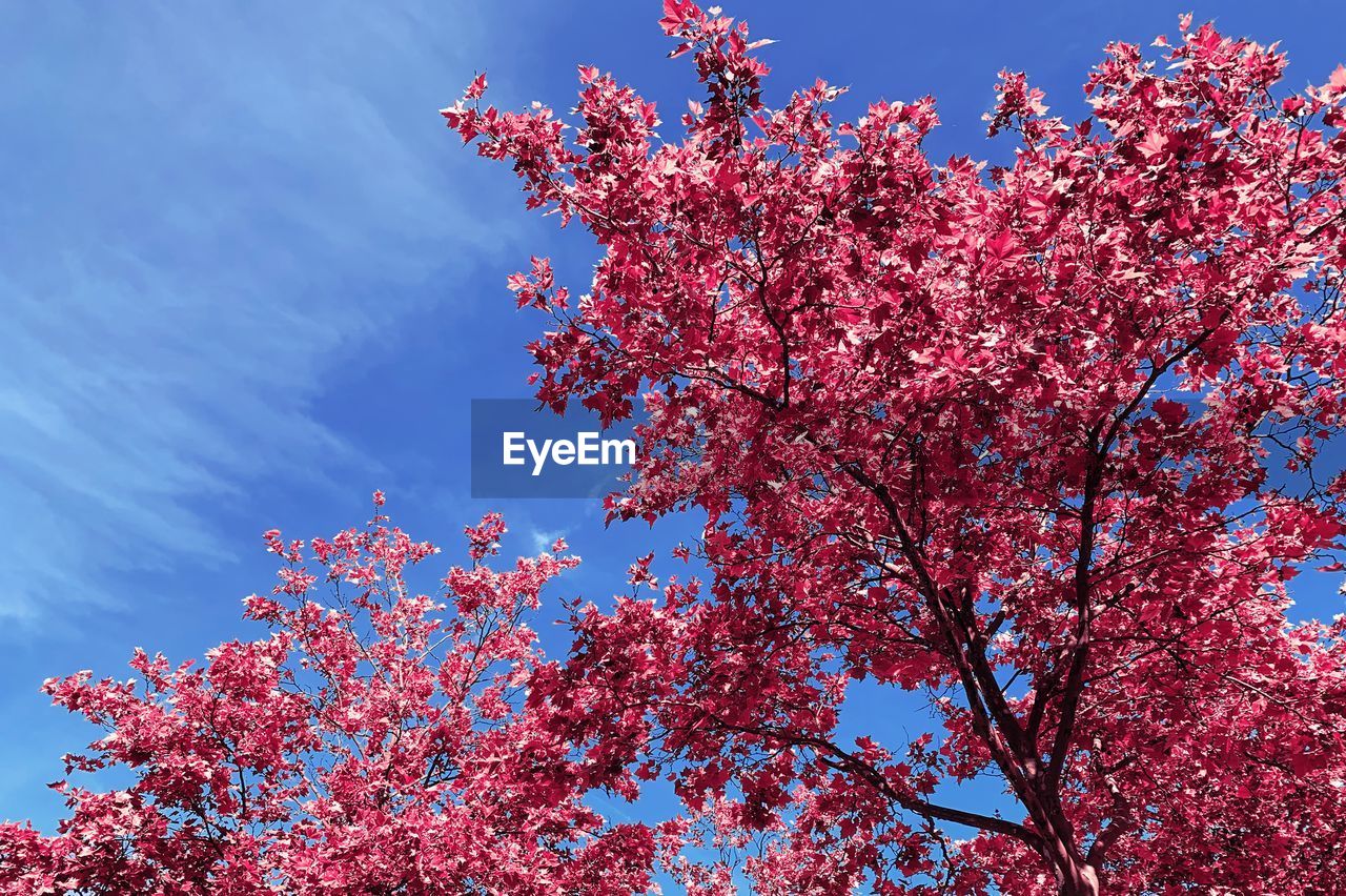 LOW ANGLE VIEW OF PINK FLOWERING TREE
