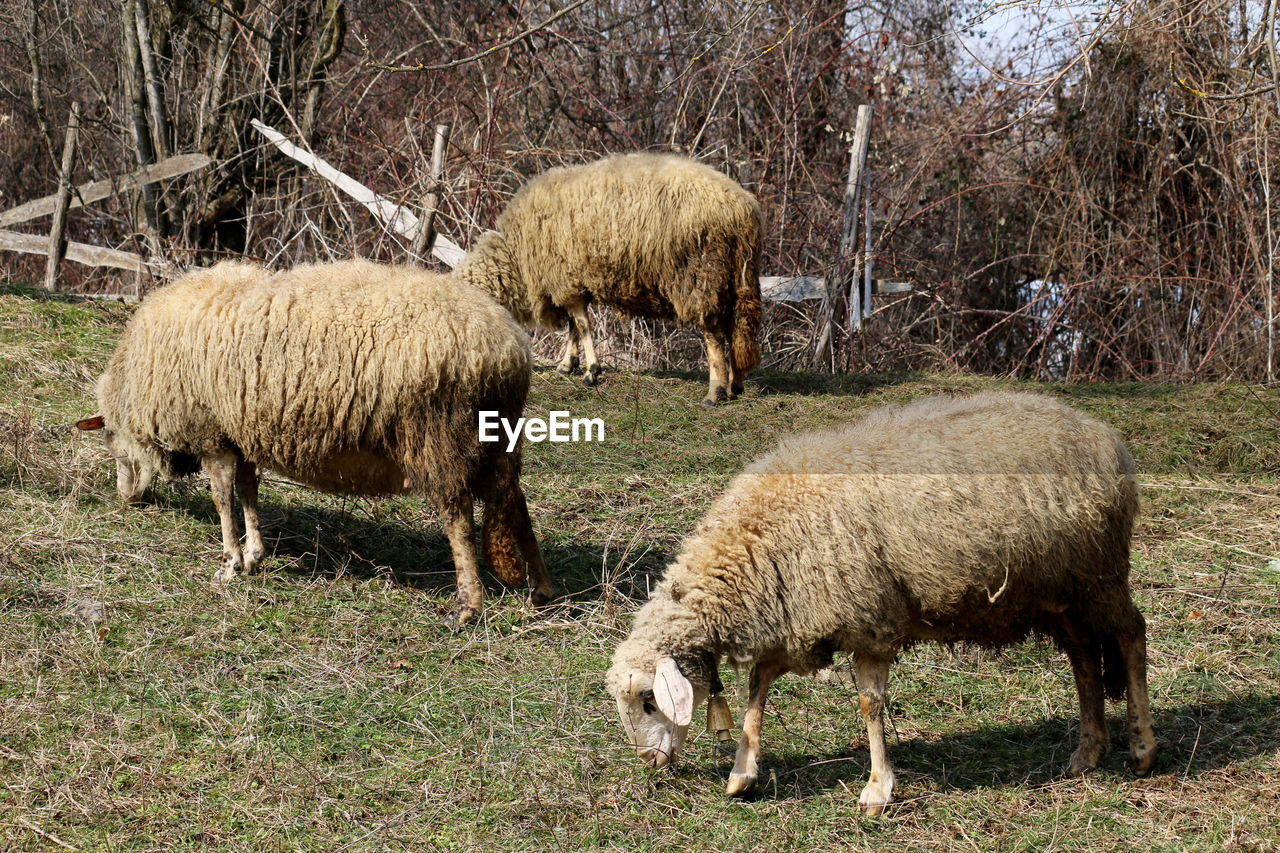 SHEEP IN PASTURE