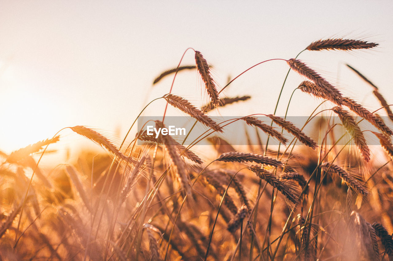 Close-up of wheat growing on field against clear sky