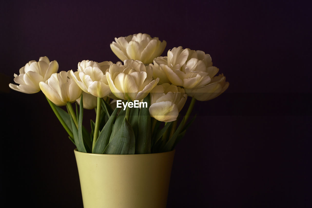 White tulips in ceramic green vase on dark purple background.