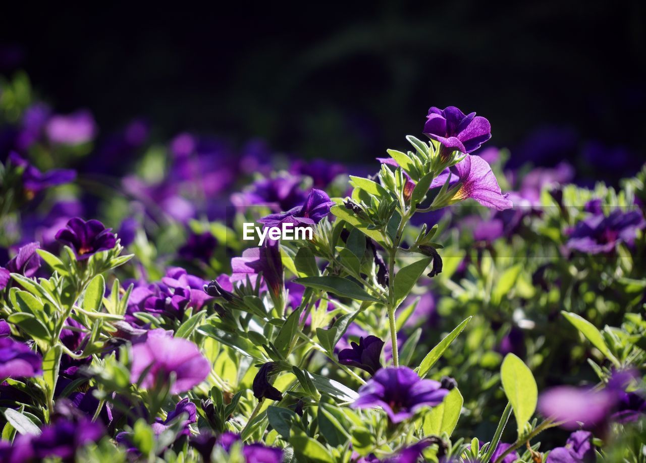 CLOSE-UP OF PURPLE FLOWERING PLANT