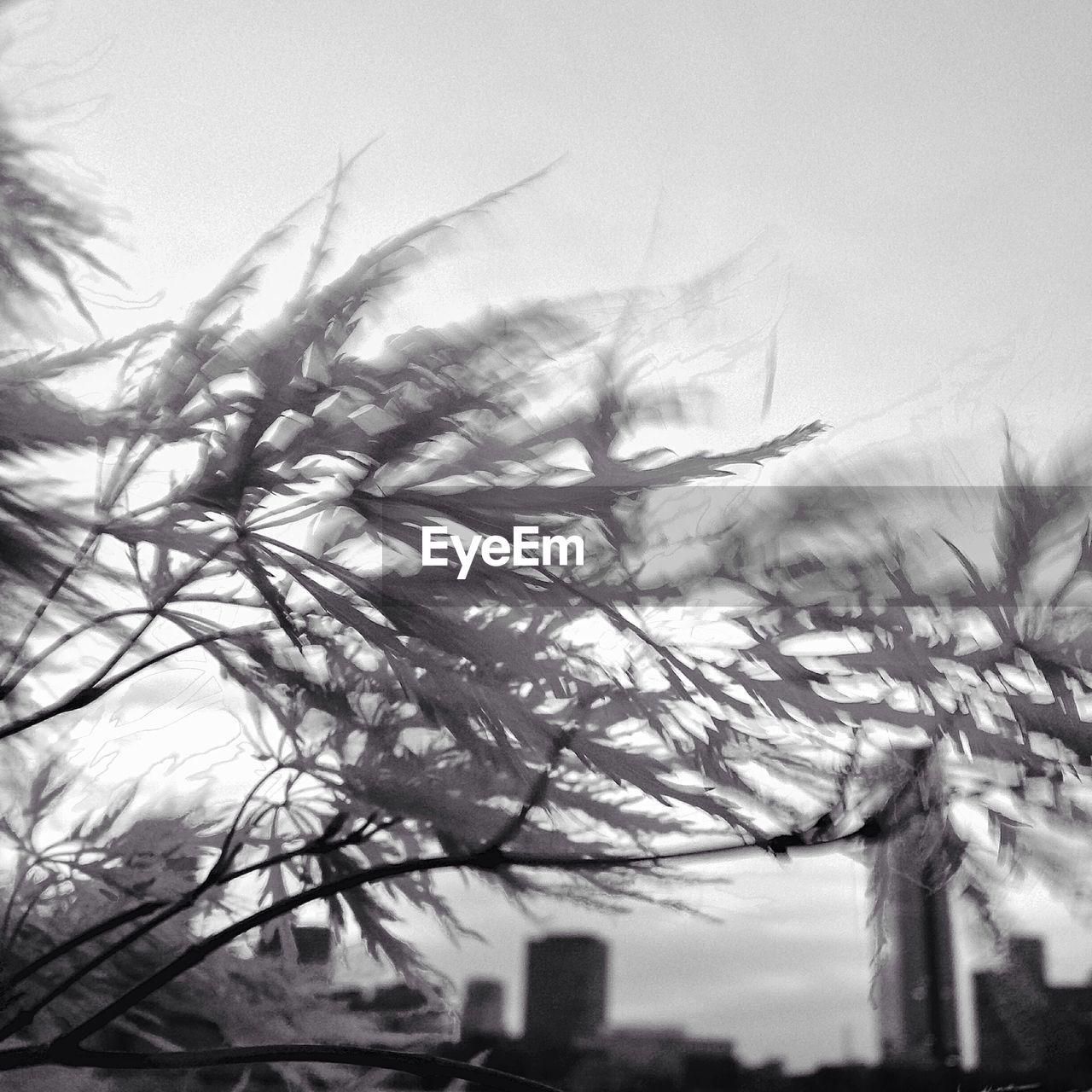 LOW ANGLE VIEW OF BARE TREES AGAINST THE SKY