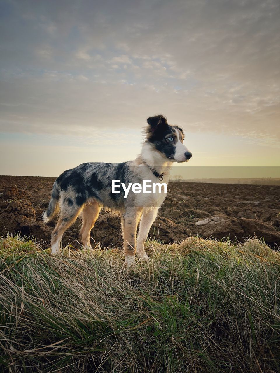 dog standing on field