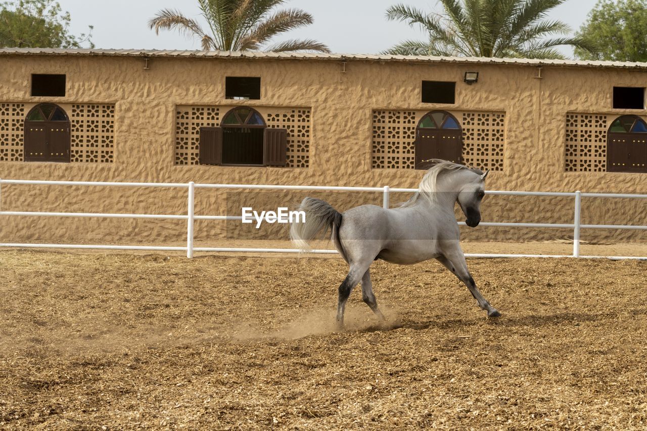 VIEW OF HORSE RUNNING ON FIELD