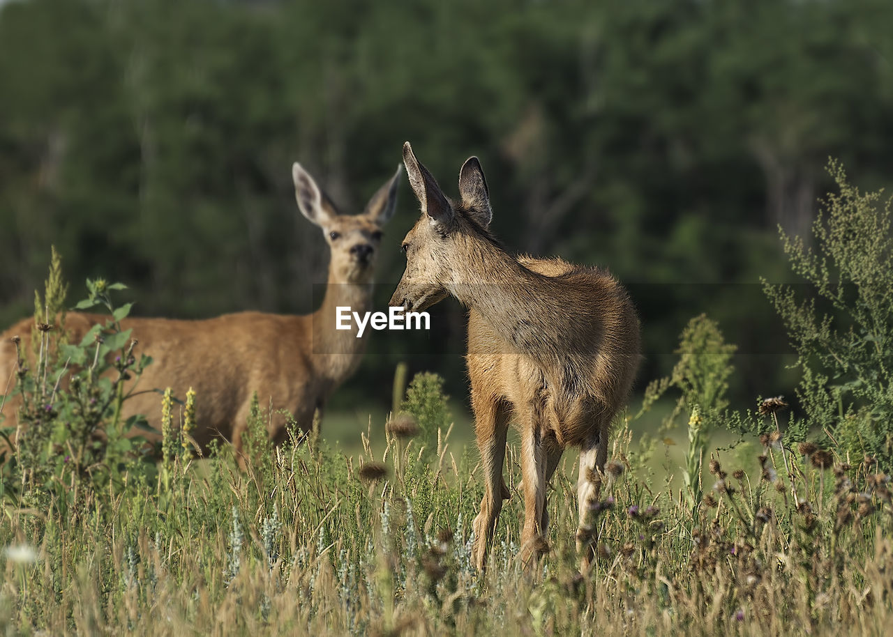 Young deer in a field looking back at mom deer