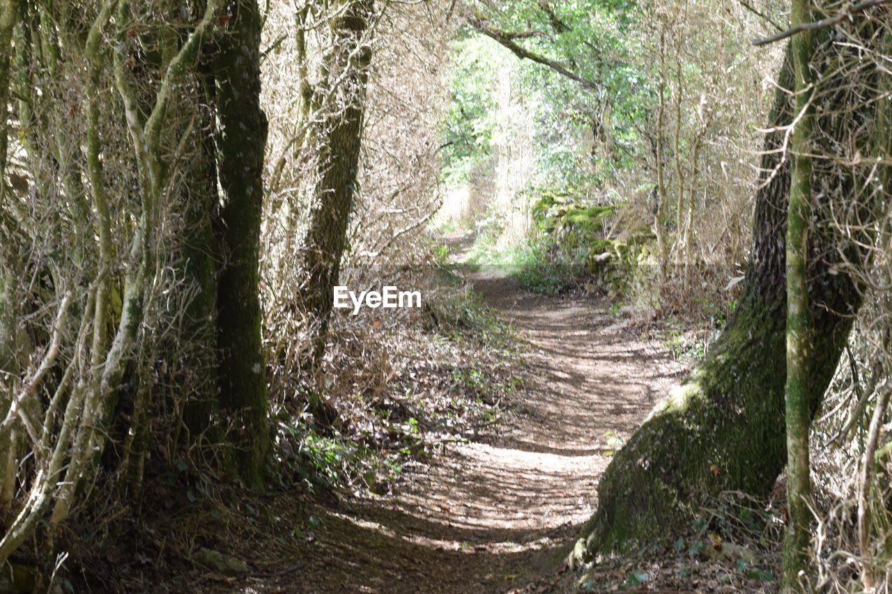 TREES GROWING ON A FOREST