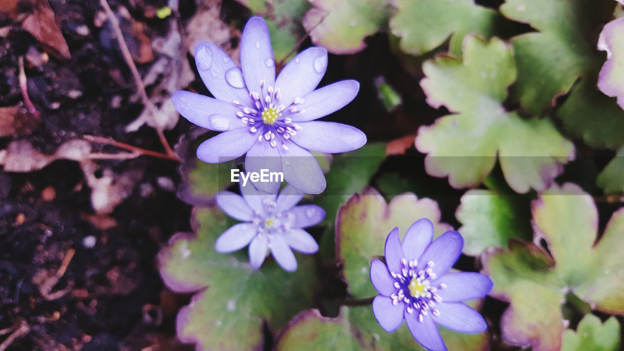 Close-up of purple flowers blooming outdoors