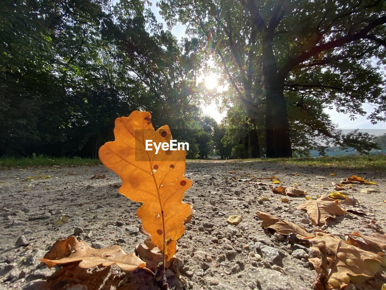 AUTUMN LEAVES ON ROAD