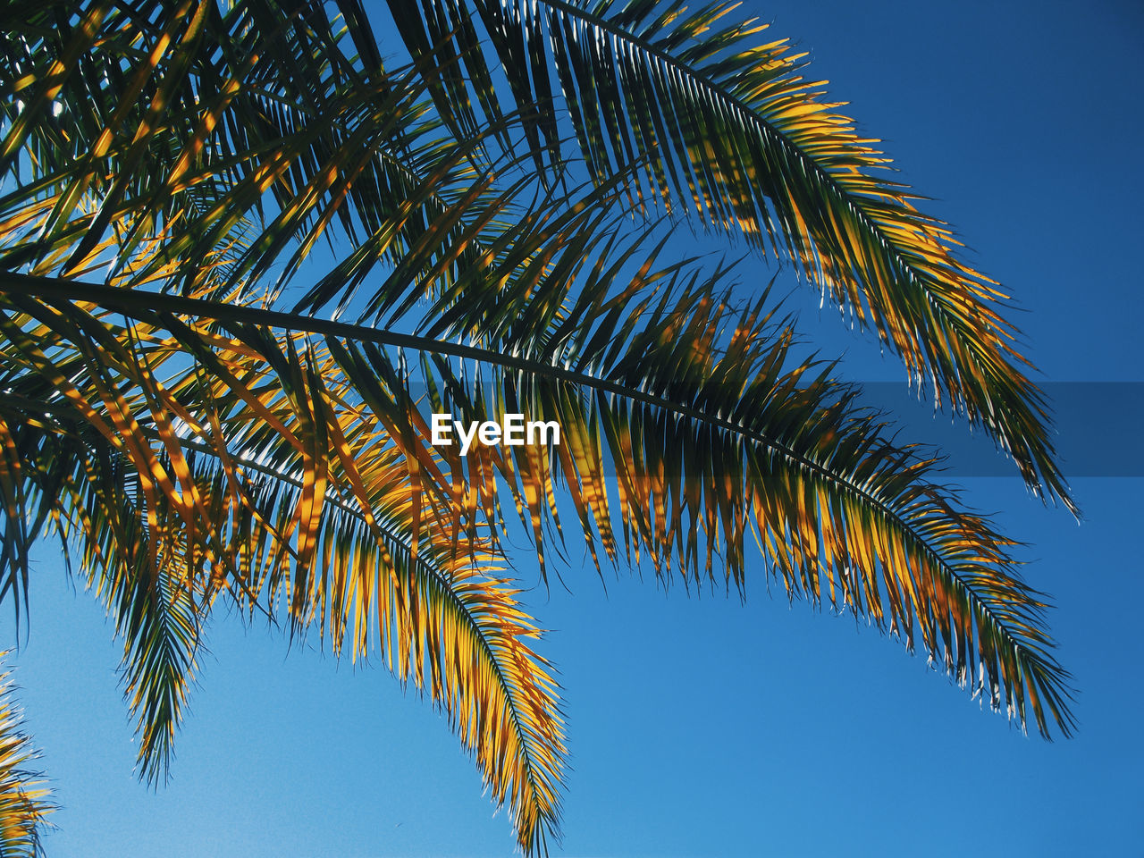 Low angle view of palm tree against clear blue sky