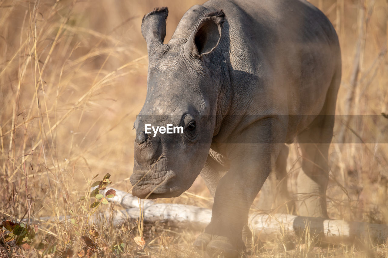 ELEPHANT ON FIELD