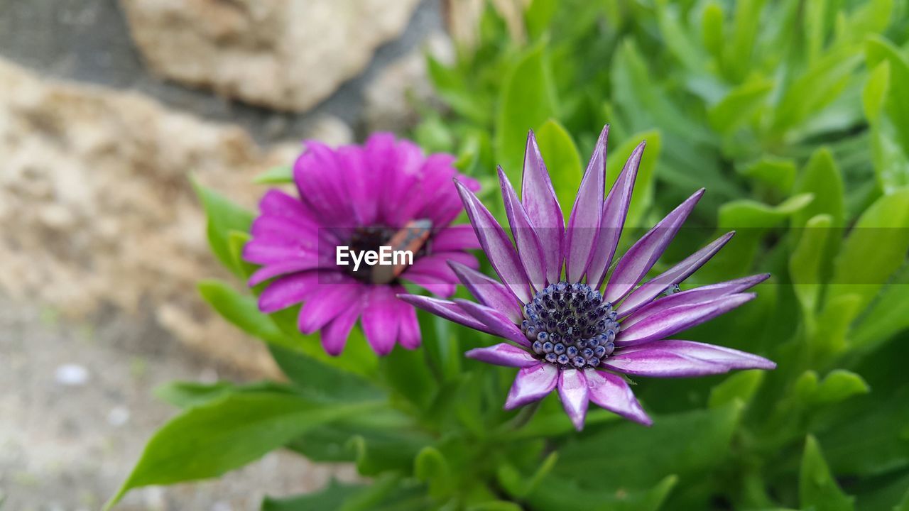 Close-up of purple flowers 