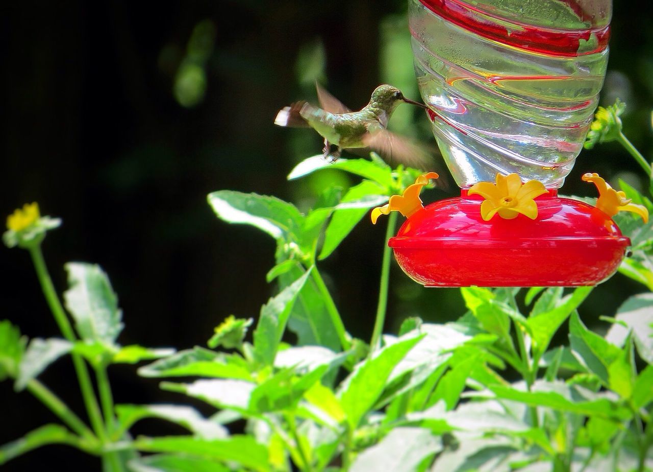 Hummingbird at bird feeder