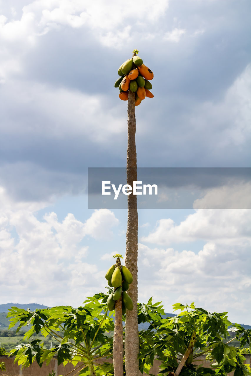 Low angle view of fruits on plant against sky