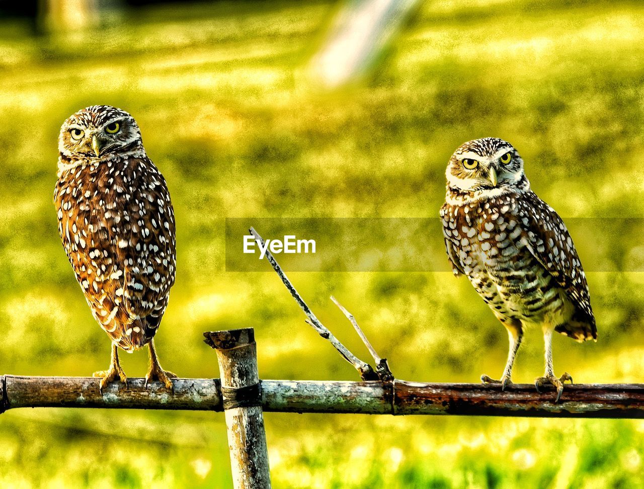 Portrait of owls perching on fence 