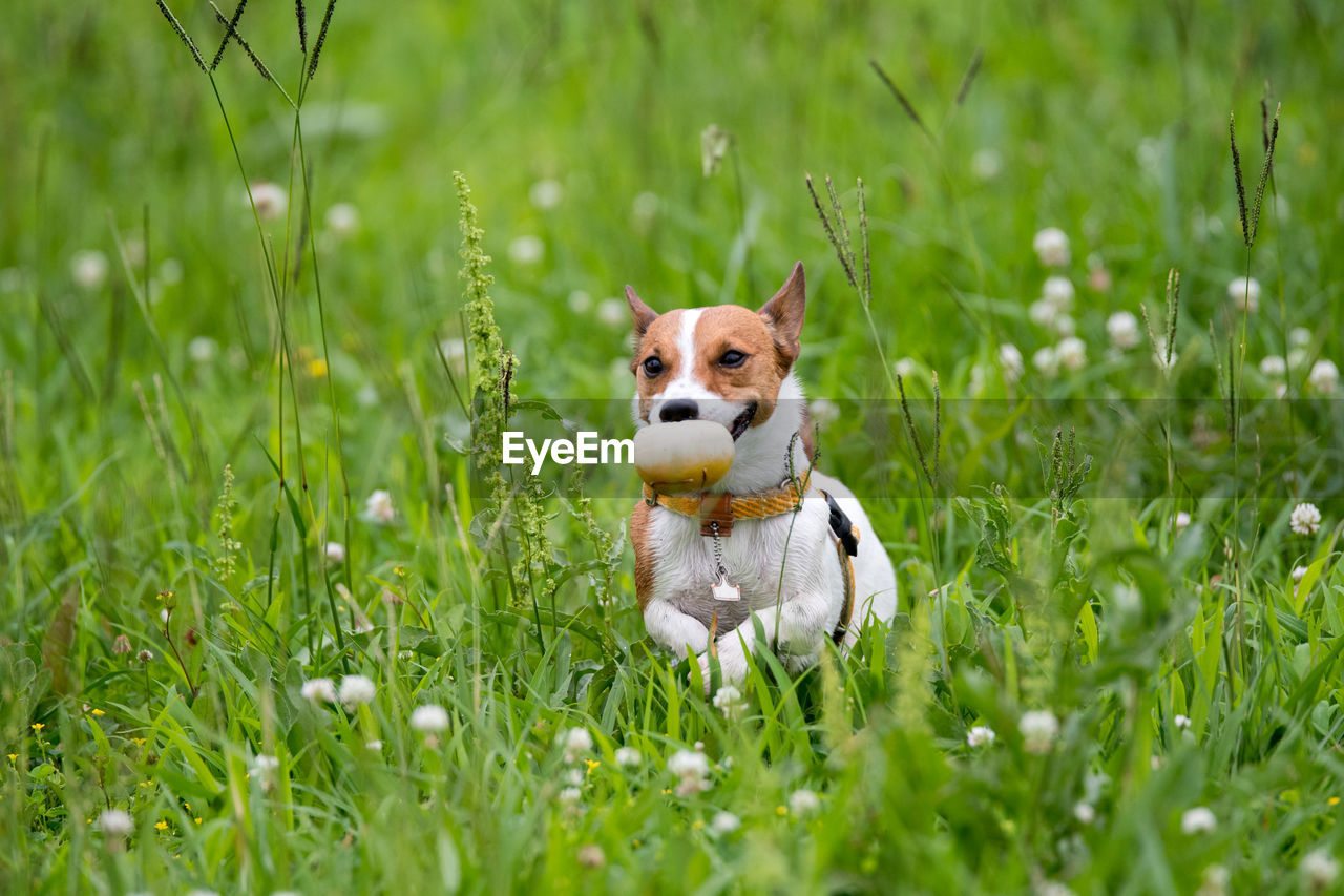 DOGS SITTING IN GRASS