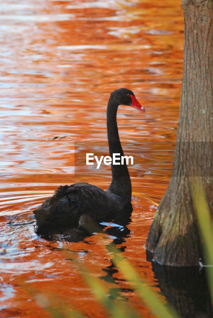 Black swan swimming in lake