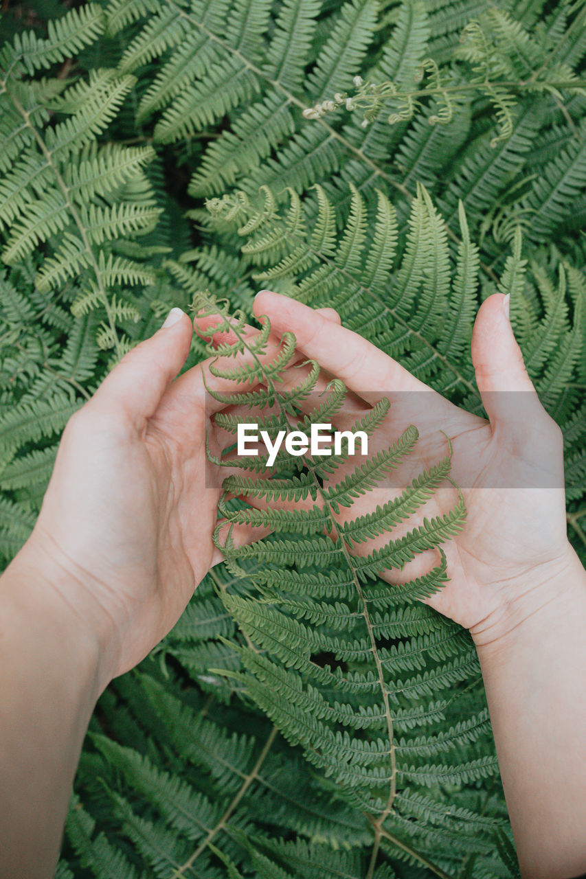 cropped hand of woman holding fern