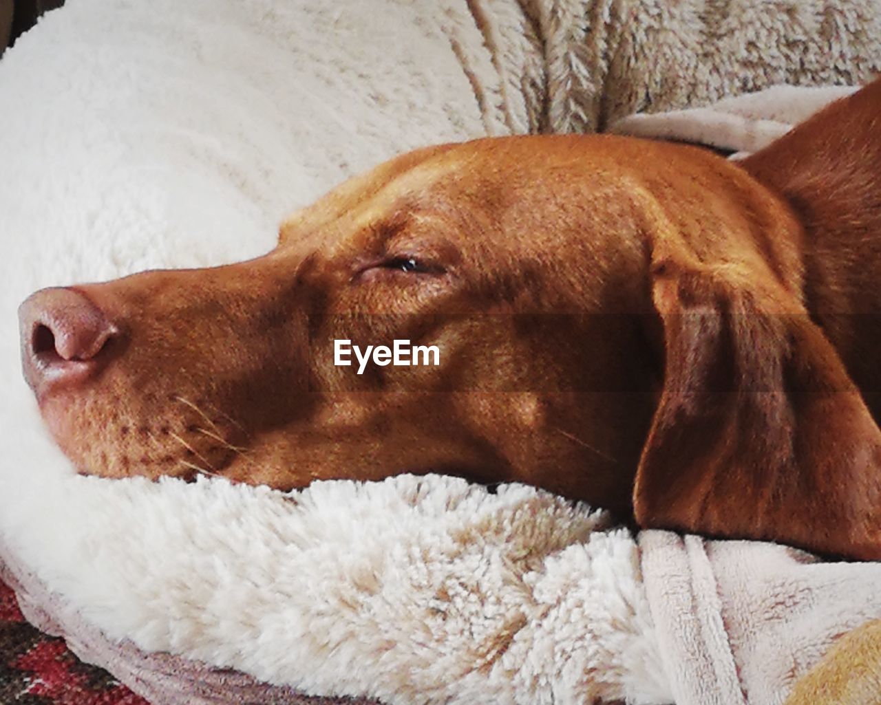 CLOSE-UP OF DOG RESTING