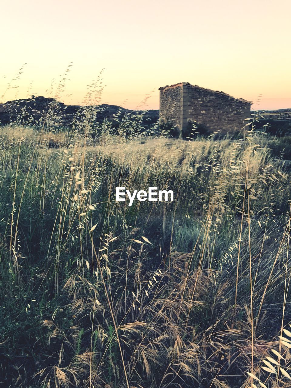 Scenic view of field against clear sky at sunset