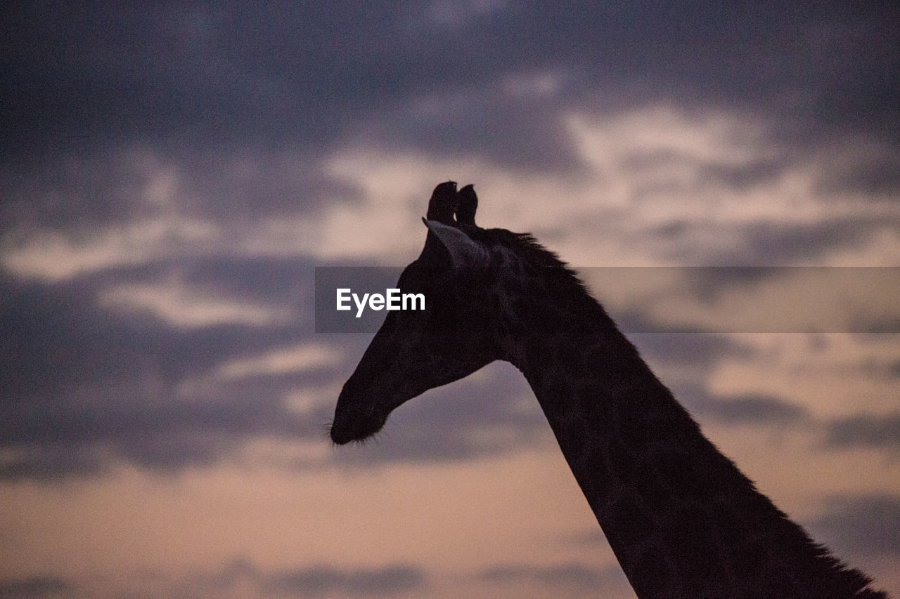 LOW ANGLE VIEW OF SILHOUETTE BIRD AGAINST SKY DURING SUNSET