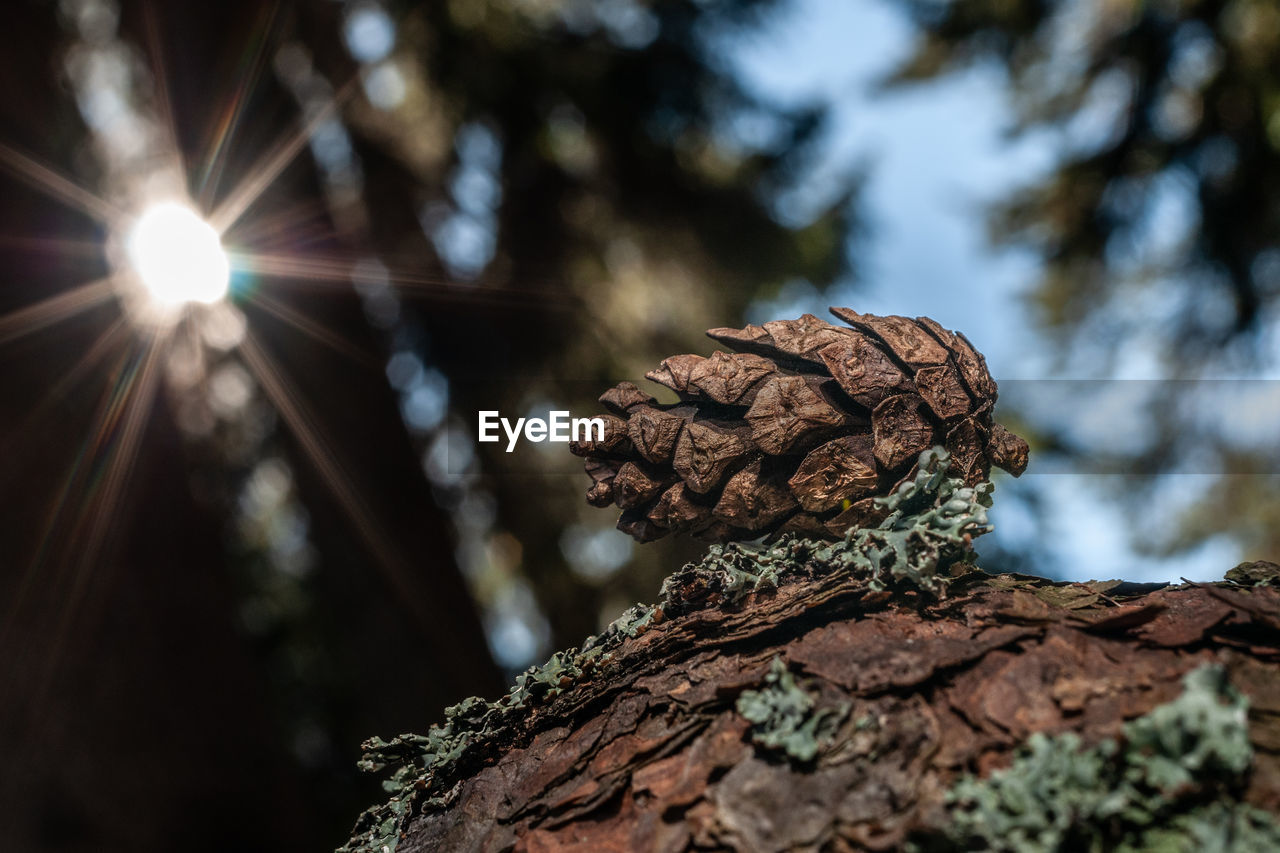 Close-up of pine cone on tree trunk in forest