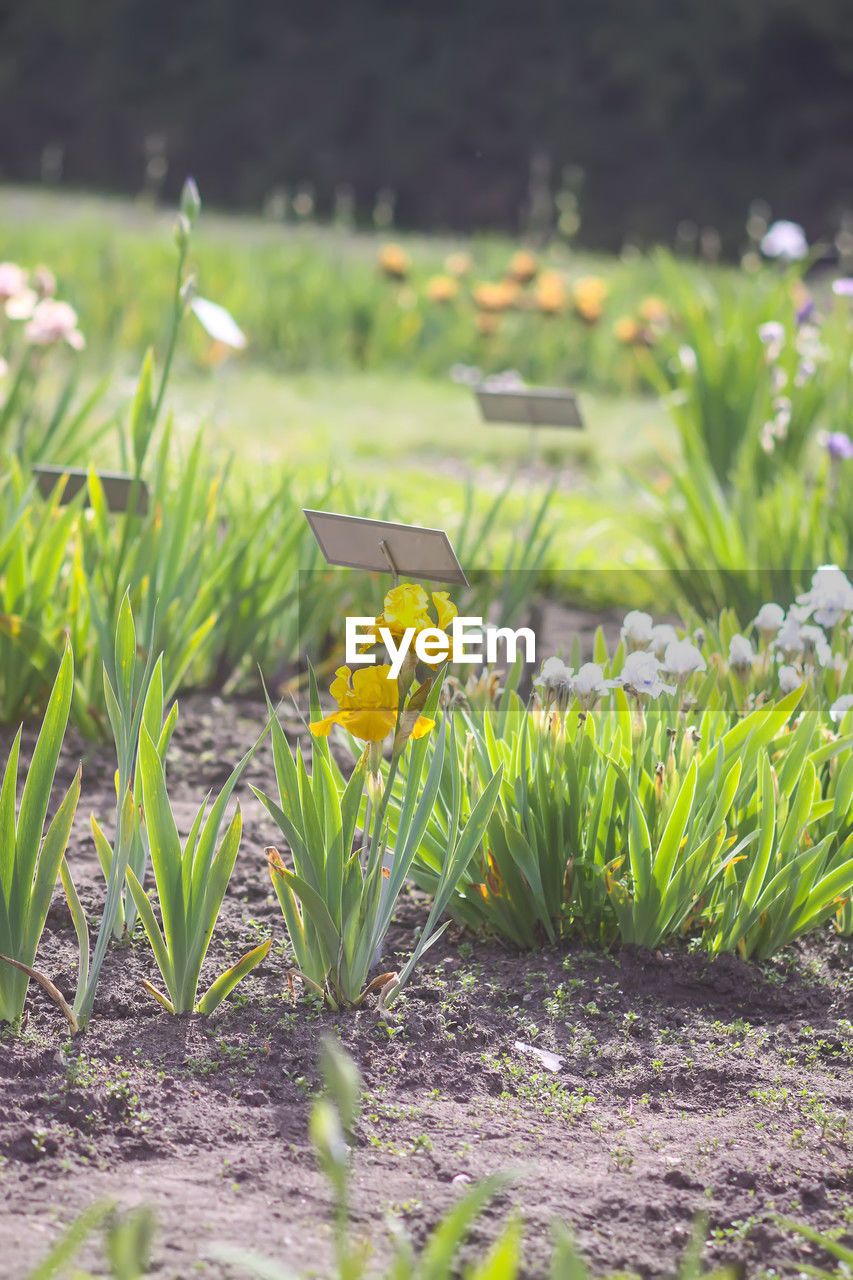 close-up of flowers growing on field